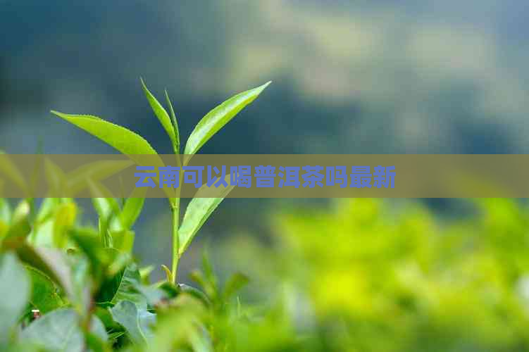 云南可以喝普洱茶吗最新