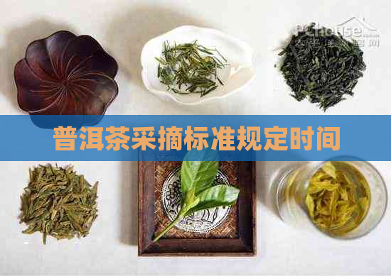 普洱茶采摘标准规定时间