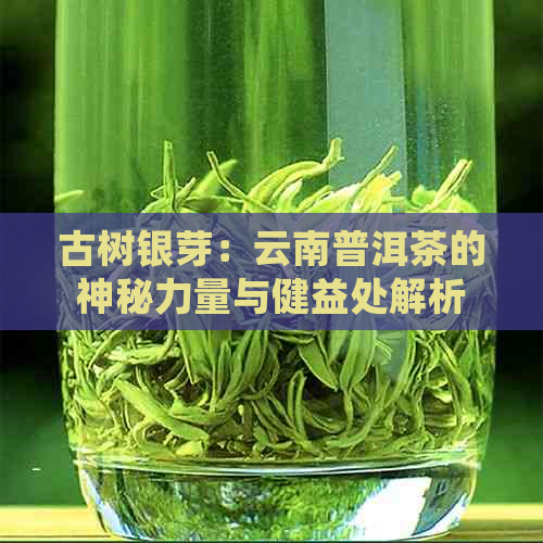 古树银芽：云南普洱茶的神秘力量与健益处解析