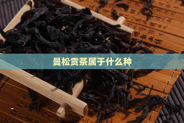 曼松贡茶属于什么种