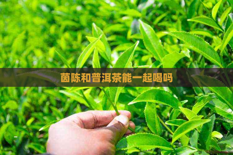 茵陈和普洱茶能一起喝吗