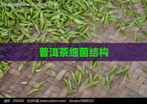 普洱茶细菌结构