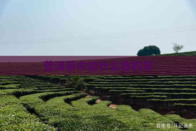 普洱茶中加什么香料好