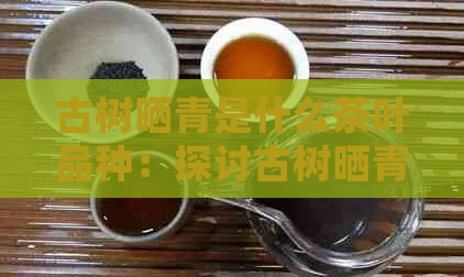 古树晒青是什么茶叶品种：探讨古树晒青的茶类归属