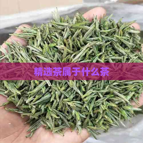 精选茶属于什么茶