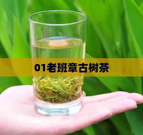 01老班章古树茶