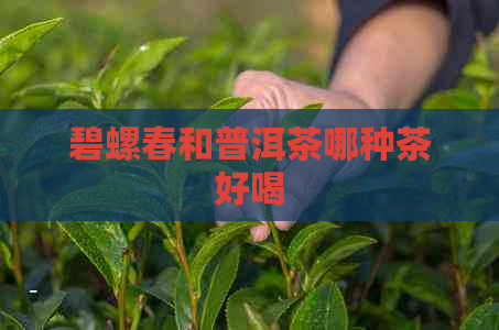 碧螺春和普洱茶哪种茶好喝