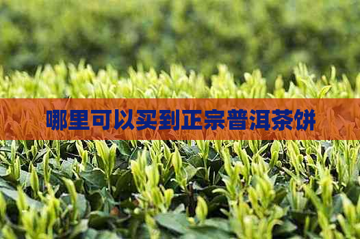 哪里可以买到正宗普洱茶饼