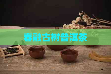 春融古树普洱茶