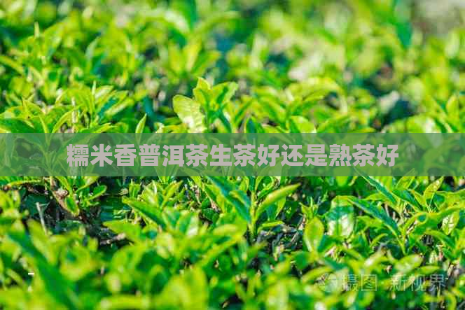 糯米香普洱茶生茶好还是熟茶好