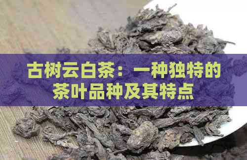 古树云白茶：一种独特的茶叶品种及其特点