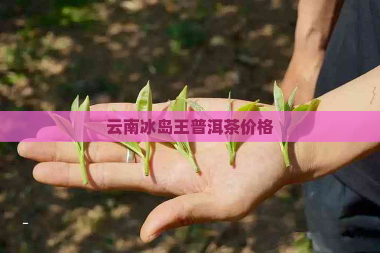 云南冰岛王普洱茶价格