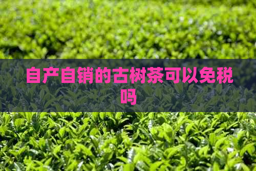 自产自销的古树茶可以免税吗