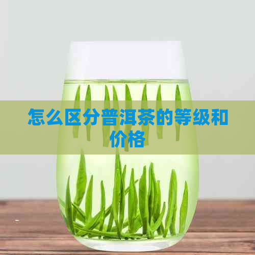 怎么区分普洱茶的等级和价格