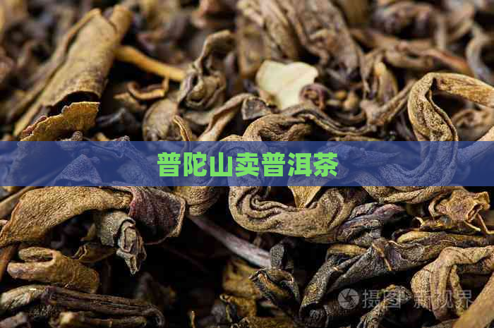 普陀山卖普洱茶