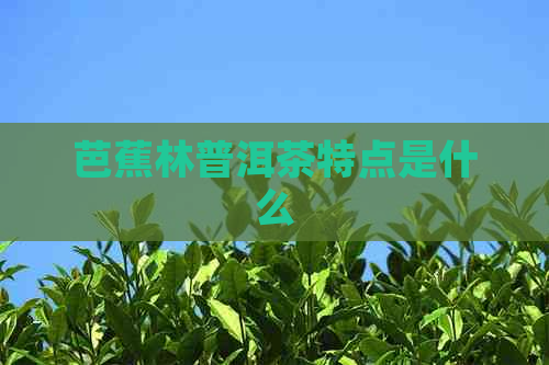 芭蕉林普洱茶特点是什么