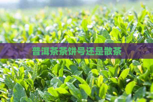 普洱茶茶饼号还是散茶