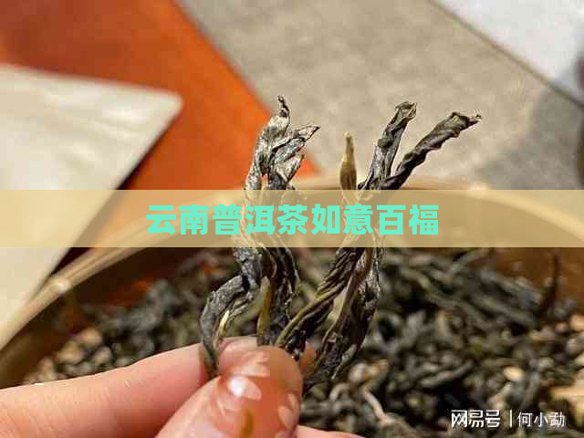 云南普洱茶如意百福