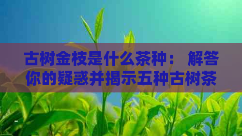 古树金枝是什么茶种： 解答你的疑惑并揭示五种古树茶叶类型