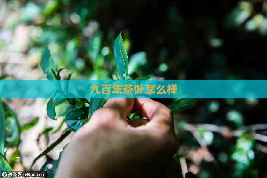 九百年茶叶怎么样