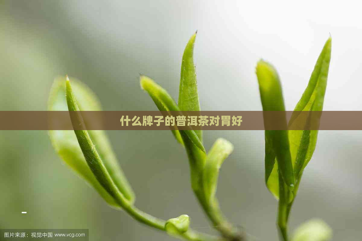 什么牌子的普洱茶对胃好