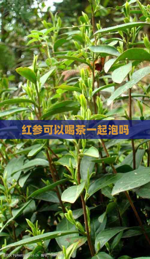 红参可以喝茶一起泡吗