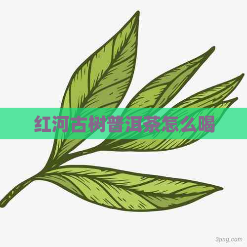 红河古树普洱茶怎么喝