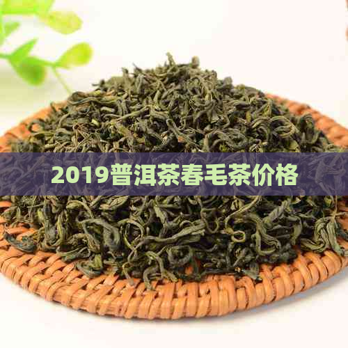 2019普洱茶春毛茶价格