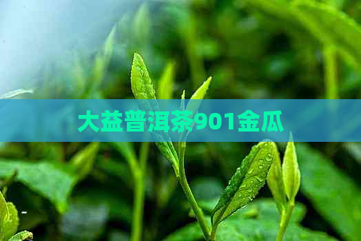 大益普洱茶901金瓜