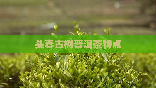 头春古树普洱茶特点