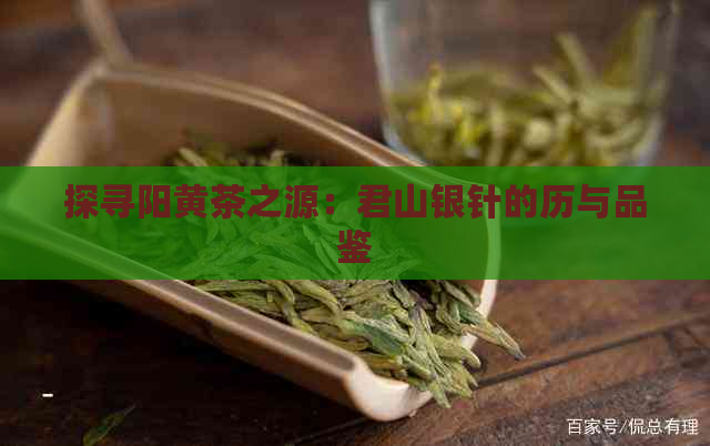 探寻阳黄茶之源：君山银针的历与品鉴