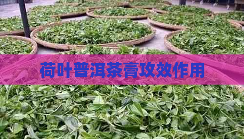 荷叶普洱茶膏攻效作用