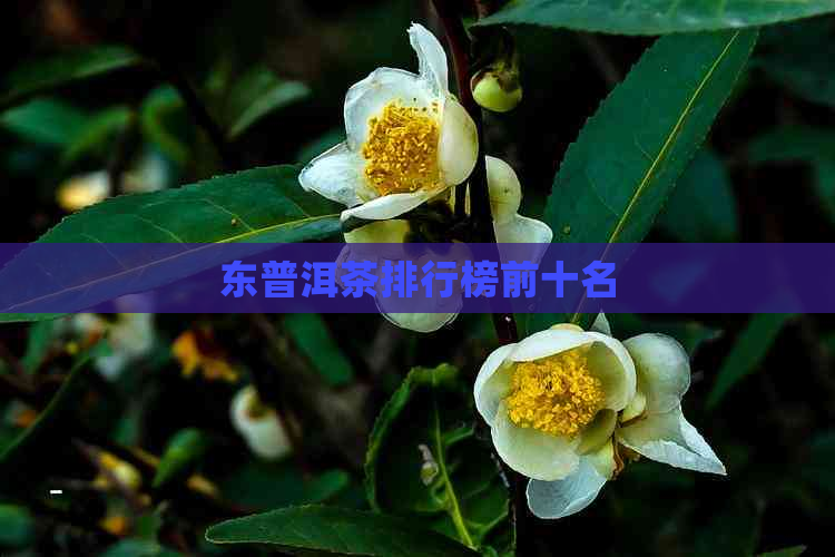 东普洱茶排行榜前十名