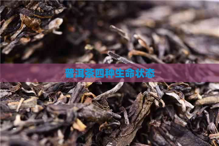 普洱茶四种生命状态