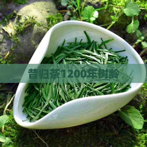 昔归茶1200年树龄