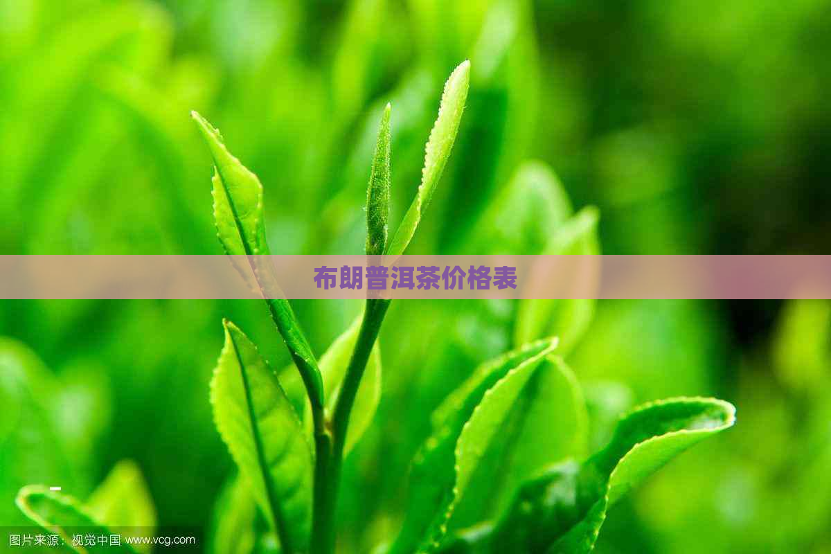 布朗普洱茶价格表