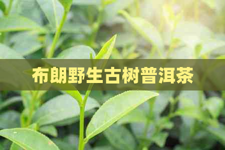 布朗野生古树普洱茶