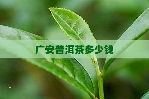 广安普洱茶多少钱