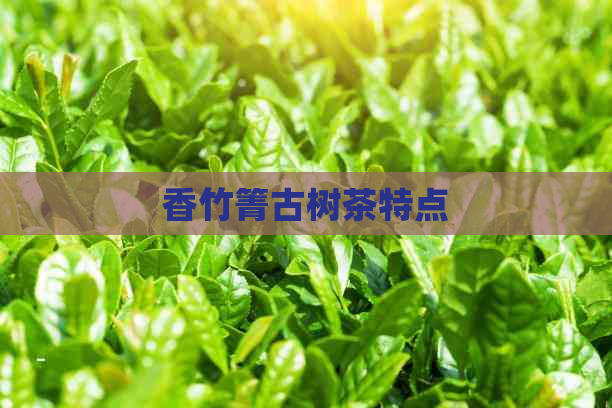 香竹箐古树茶特点