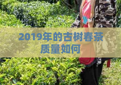 2019年的古树春茶质量如何