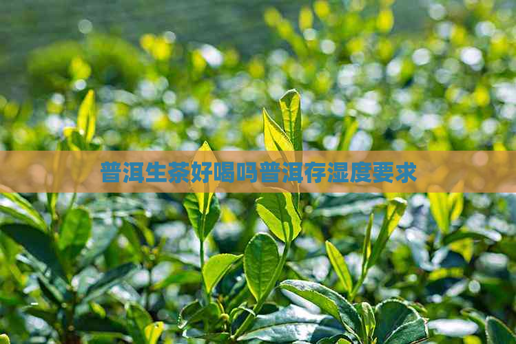 普洱生茶好喝吗普洱存湿度要求