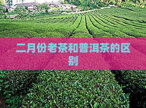 二月份老茶和普洱茶的区别