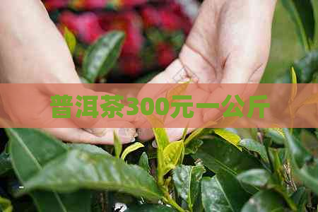 普洱茶300元一公斤