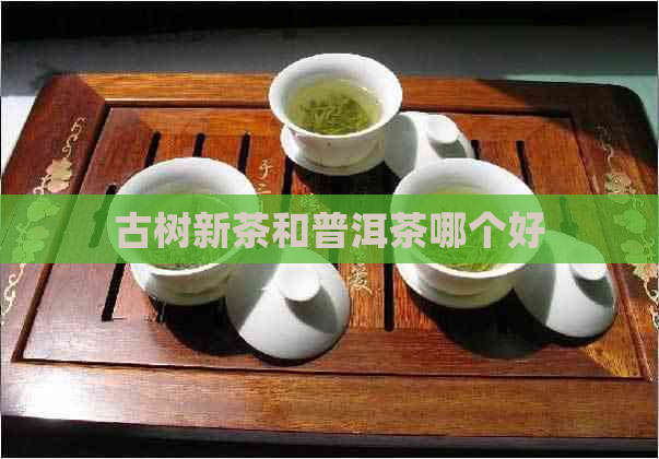 古树新茶和普洱茶哪个好