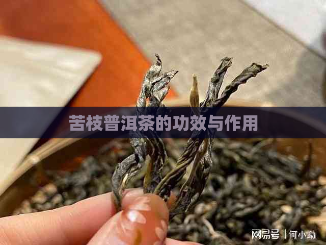 苦枝普洱茶的功效与作用