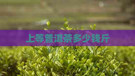 上等普洱茶多少钱斤