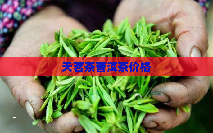 天茗茶普洱茶价格