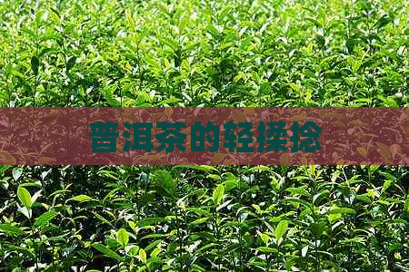 普洱茶的轻揉捻