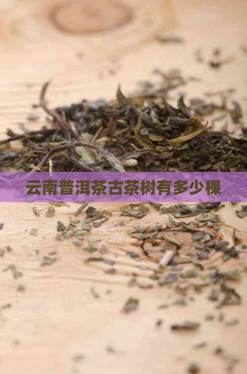 云南普洱茶古茶树有多少棵