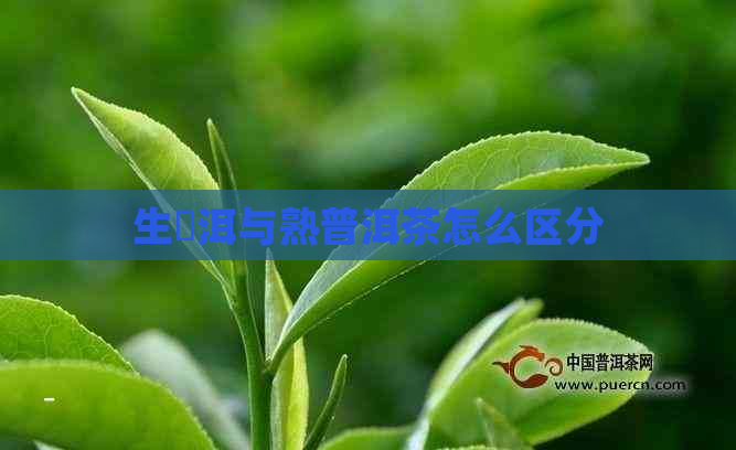 生潽洱与熟普洱茶怎么区分